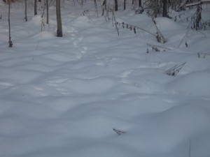 IMG_2199.jpg