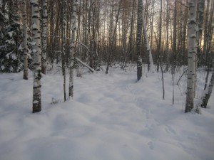 IMG_2249.JPG