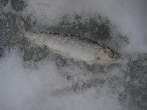 IMG_2267.JPG