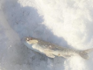 IMG_2270.JPG