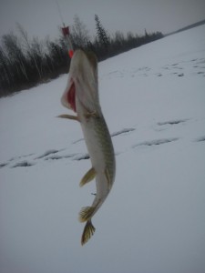 IMG_2323.JPG