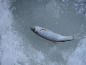 IMG_2991.JPG