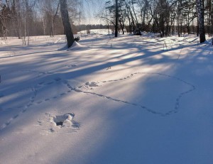 следы.jpg