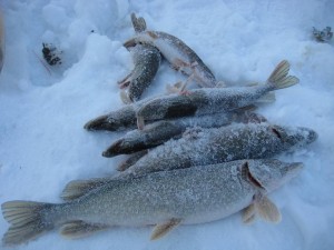IMG_7497.JPG