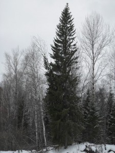 338.jpg