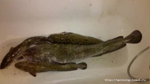 2012-04-19_18-43-14_530.jpg