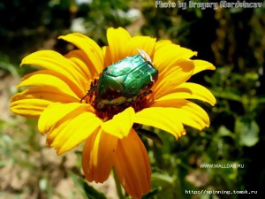 flower2.jpg