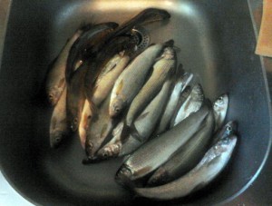 IMG_20120616_1956281.jpg