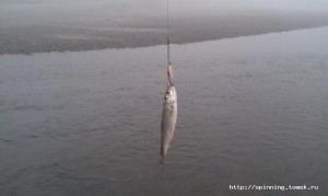 IMAG0215.jpg