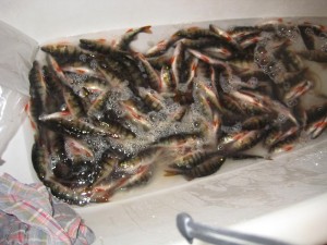 IMG_7523.JPG