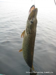 IMG_4411.JPG