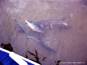 IMG_3835.JPG