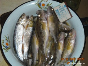 DSCN4161.JPG