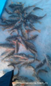 IMAG0136.jpg