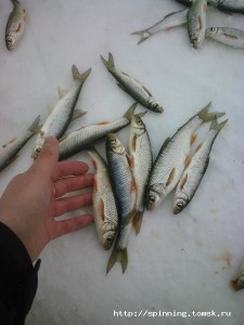 IMG_20130330_150535.jpg