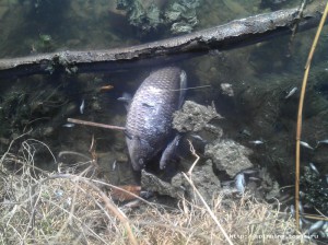 2013-04-28_16-07-42_62.jpg