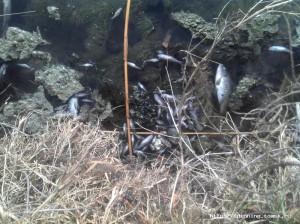 2013-04-28_16-07-47_456.jpg