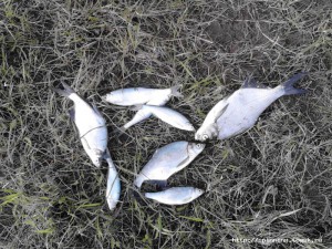 IMG_20130605_191505.jpg