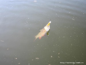 IMG_1515.jpg