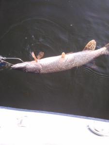 IMG207.jpg