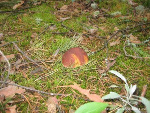 IMG_7488.jpg