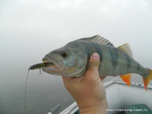 DSCN0111.JPG