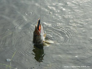 DSCN5743.JPG