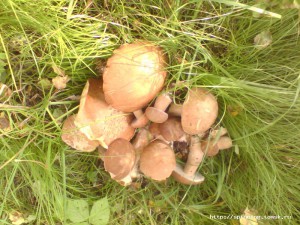 IMG_20130817_162857.jpg