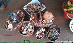 IMAG0176.jpg