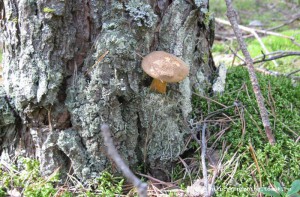 IMG_4100.JPG