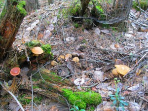 IMG_4127.JPG