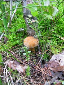IMG_4166.JPG