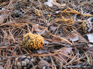 IMG_4175.JPG