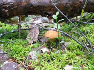 IMG_4169.JPG