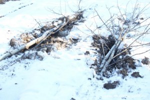 IMG_8138.JPG