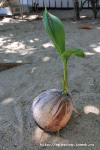 Самуи Суровые тайские семечки.jpg