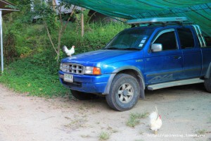 ,Самуи Дипхагаван  Из Форда может получится неплохой курятник.jpg