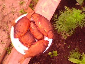 IMG0060A.jpg