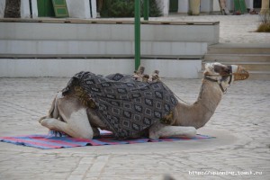 DSC_0752.JPG