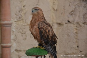 DSC_0815.JPG