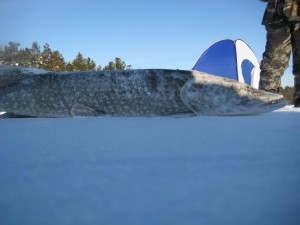 f16521-1a50f4.jpg