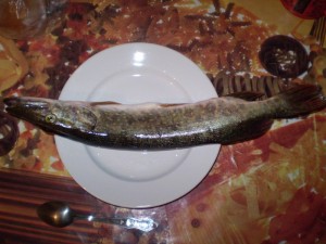 P7110006__.jpg