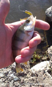 IMAG0477.jpg