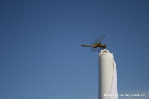IMG_6804.JPG