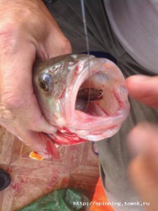 IMG_20140720_082326.jpg