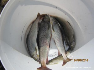 IMG_5567.JPG