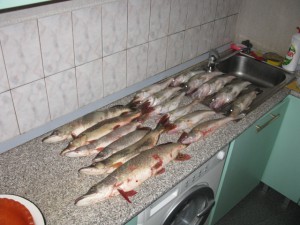 IMG_7692.JPG