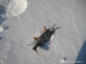 IMG_1519.JPG