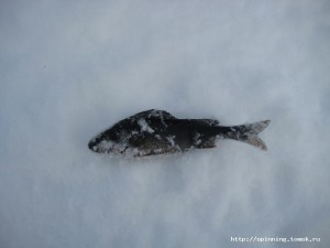IMG_ 1525.JPG
