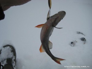 IMG_1528.JPG